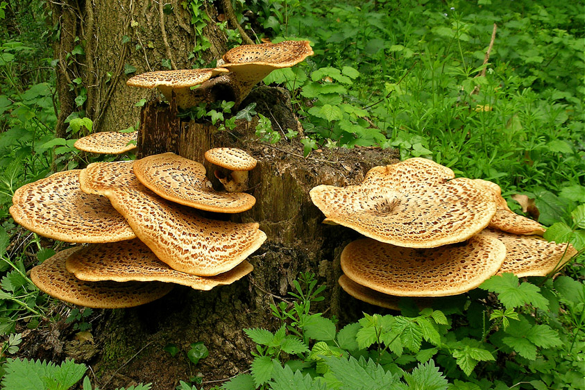 Polyporus squamosus (door Henk Huijser)