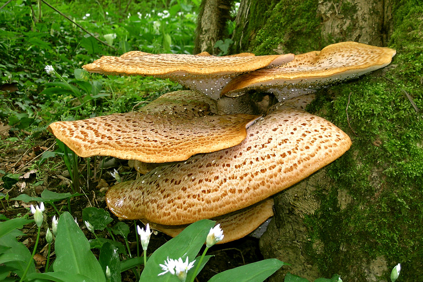 Polyporus squamosus (door Henk Huijser)