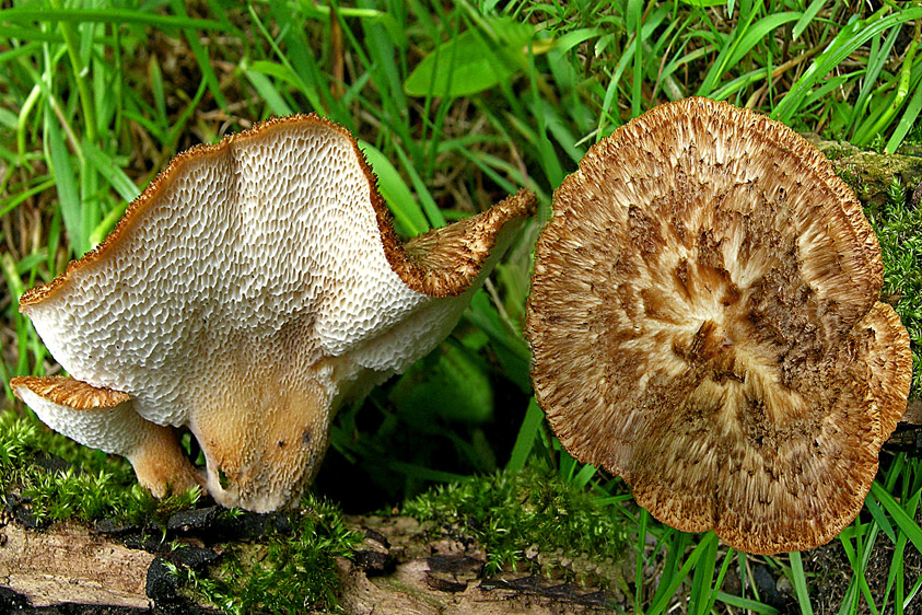 Polyporus tuberaster (door Henk Huijser)