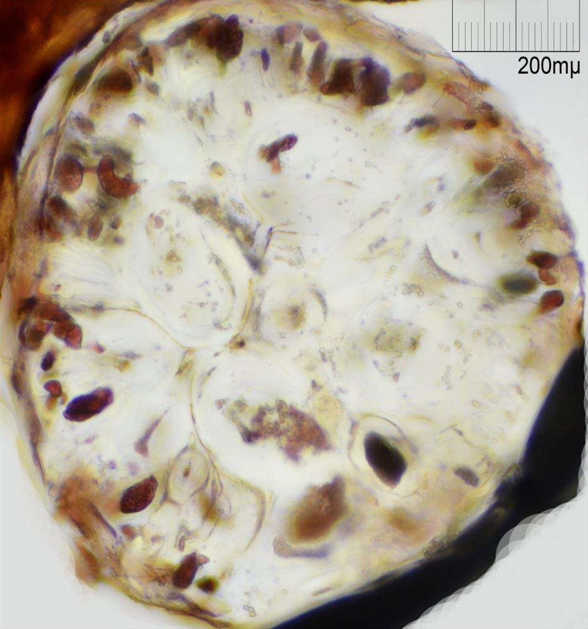 Carradoriella elongata (door Mart Karremans)