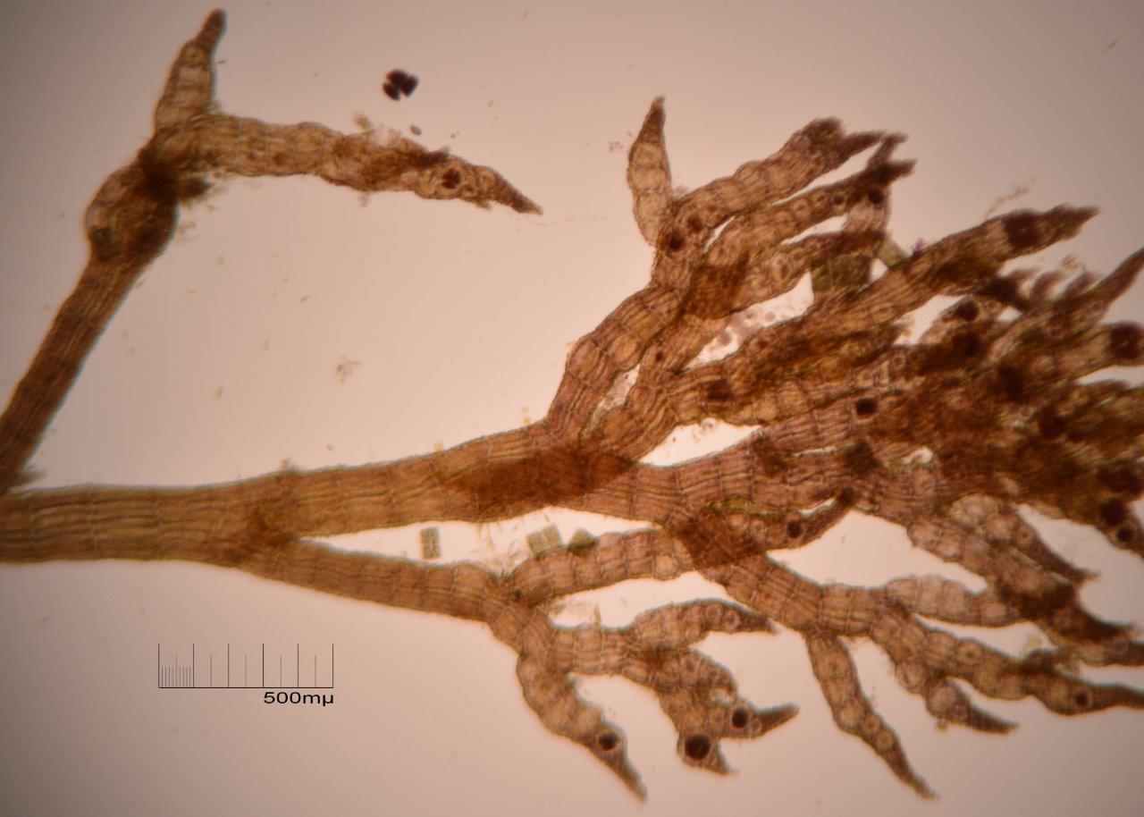 Vertebrata fucoides (door Mart Karremans)