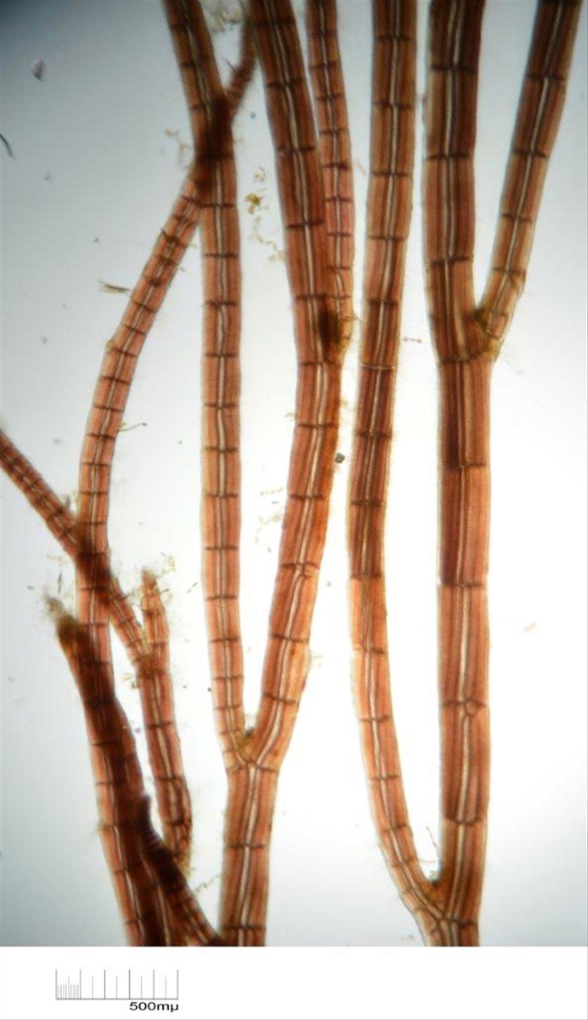 Vertebrata nigra (door Mart Karremans)