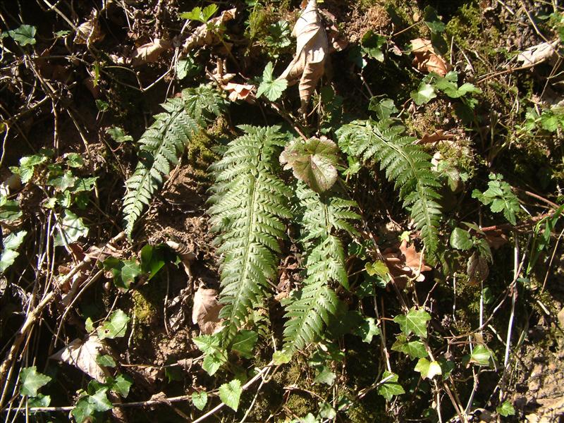 Polystichum aculeatum (door Adrie van Heerden)