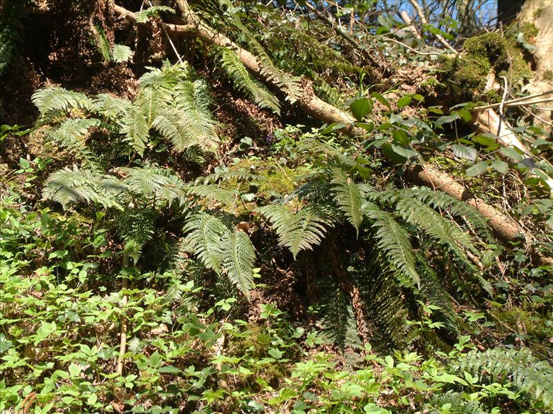 Polystichum aculeatum (door Adrie van Heerden)