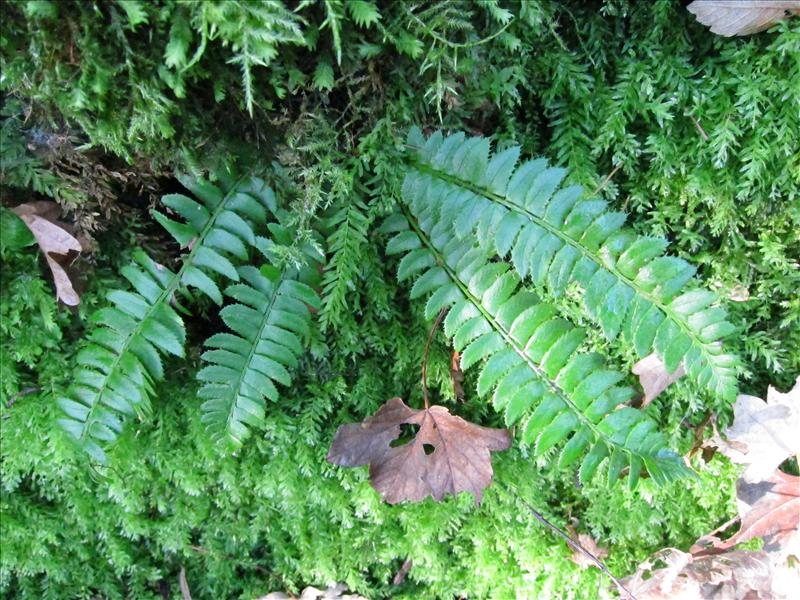 Polystichum lonchitis (door Piet Bremer )