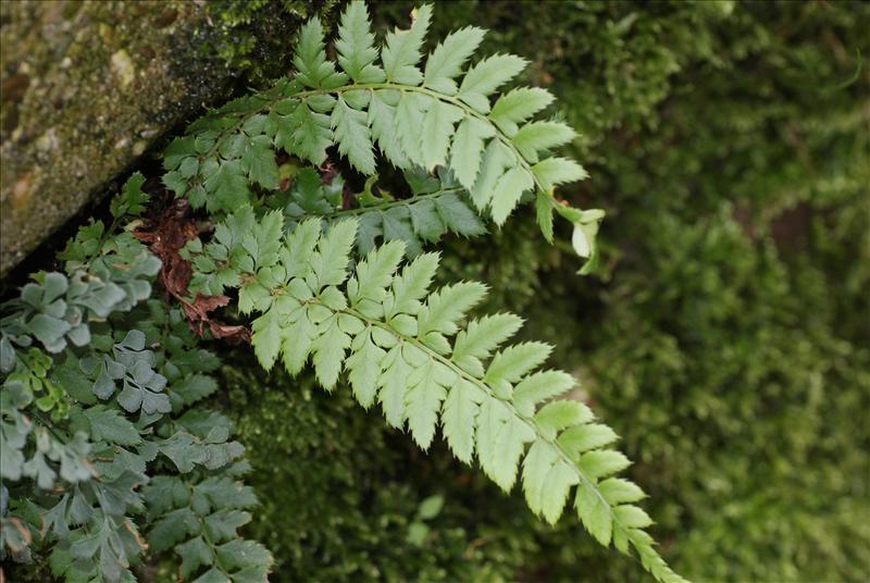 Polystichum aculeatum (door Adrie van Heerden)