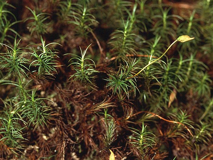 Polytrichum alpinum (door Michael Lueth (www.milueth.de))