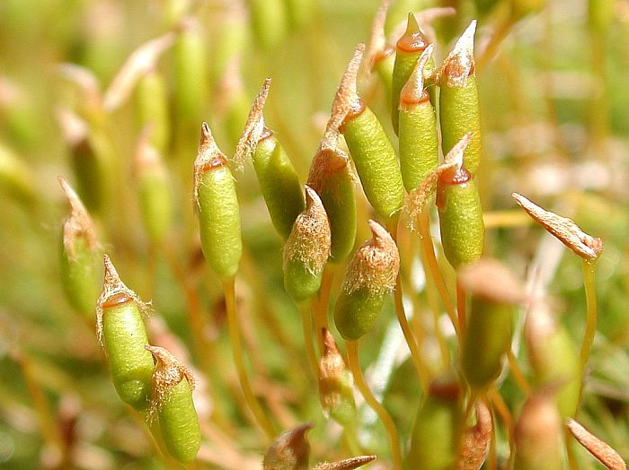 Polytrichum alpinum (door Michael Lueth (www.milueth.de))