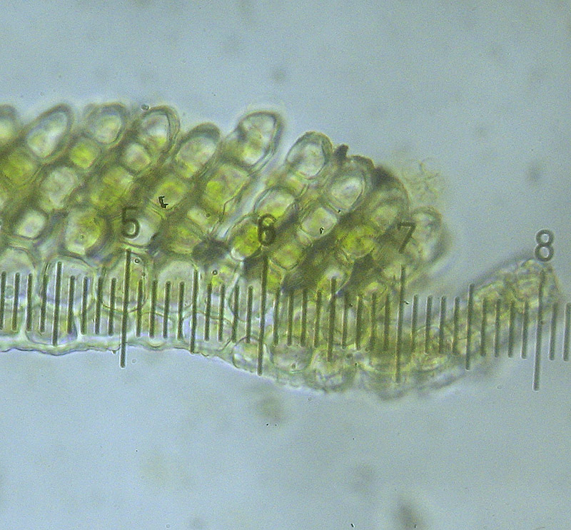 Polytrichum formosum (door Ron Poot)