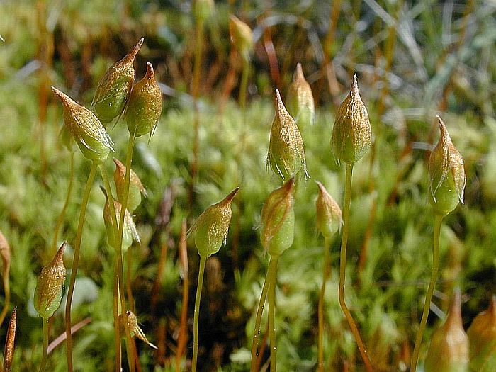 Polytrichum longisetum (door Michael Lueth (www.milueth.de))