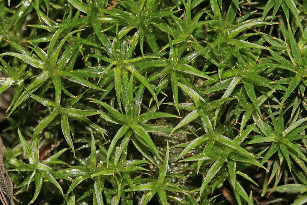 Polytrichum longisetum (door Jan Kersten)