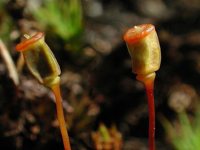 Polytrichum commune var. perigoniale (door Michael Lueth (www.milueth.de))