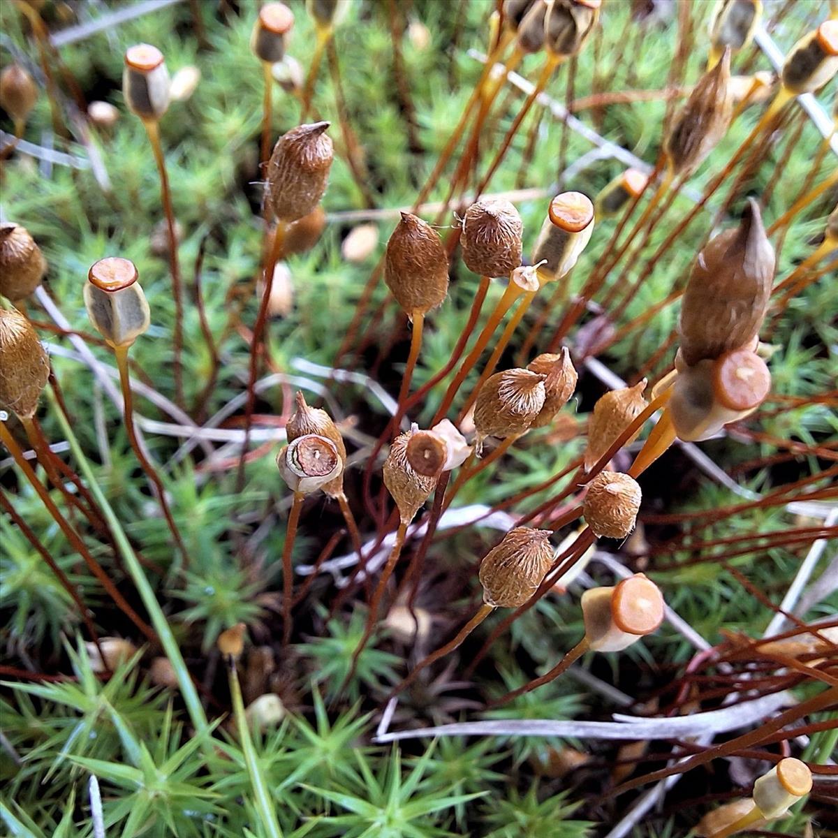 Polytrichum perigoniale (door Muriel Schouten)