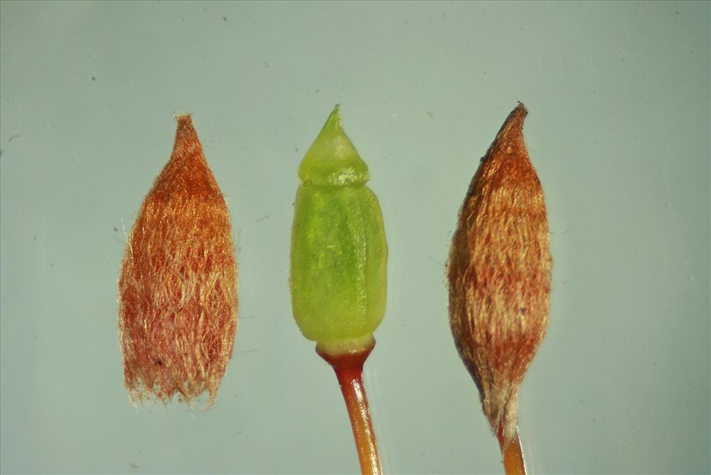 Polytrichum piliferum (door Jan Kersten)