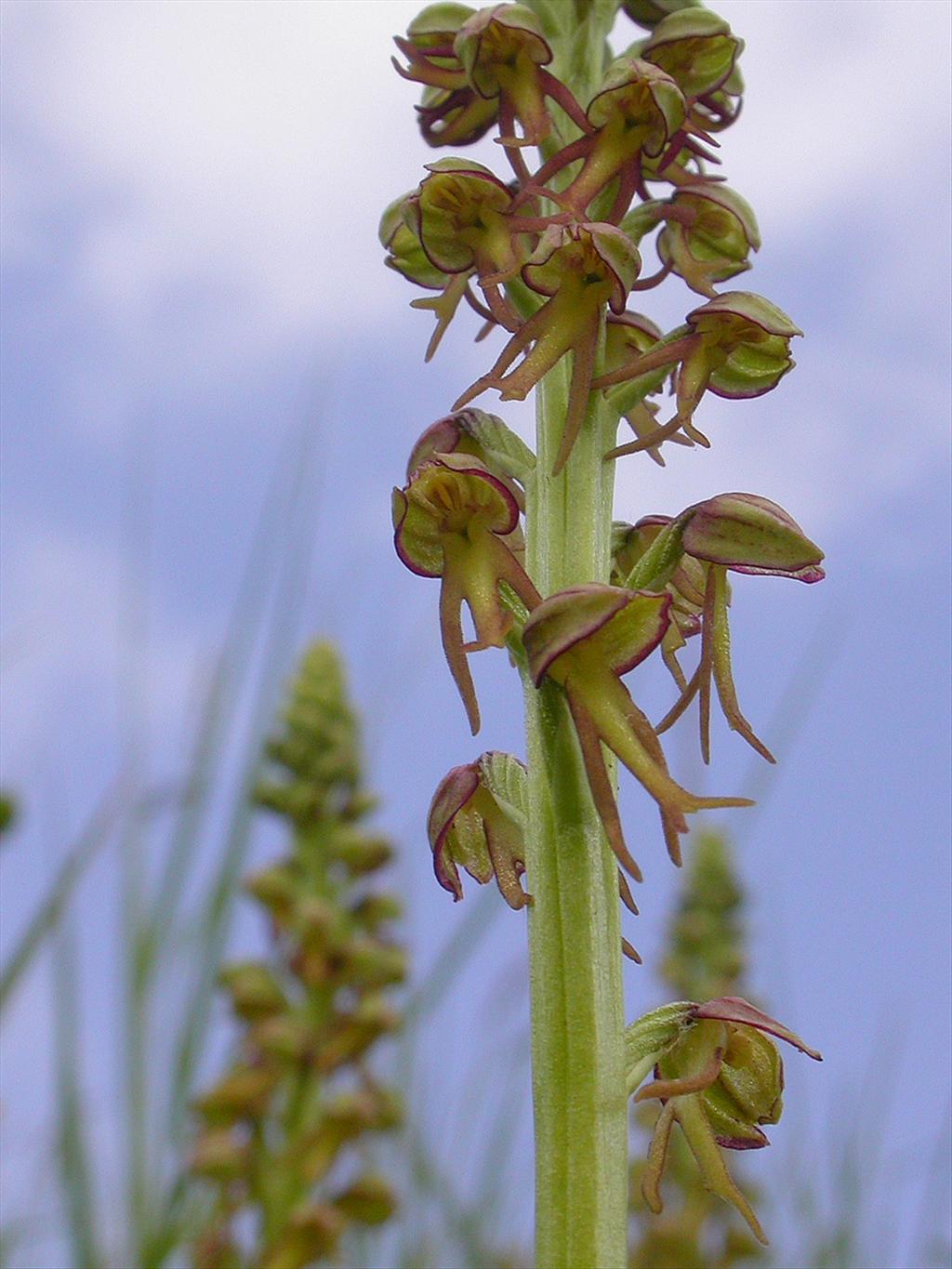 Orchis anthropophora (door Peter Meininger)