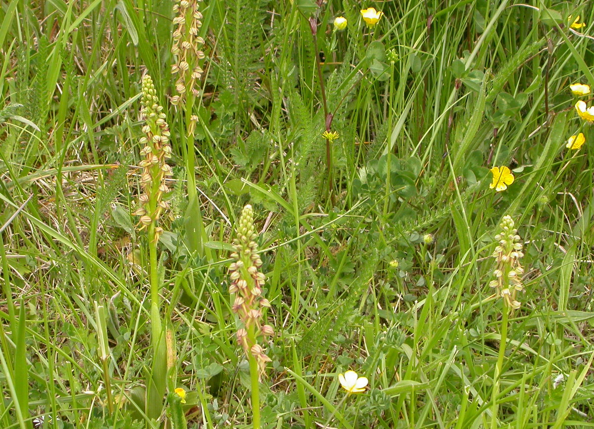 Orchis anthropophora (door Peter Meininger)