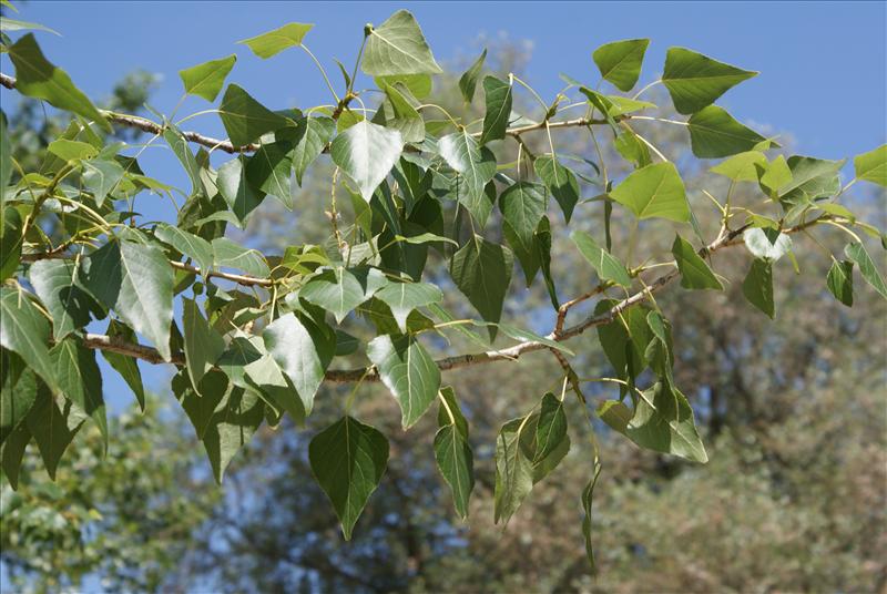 Populus nigra (door Adrie van Heerden)