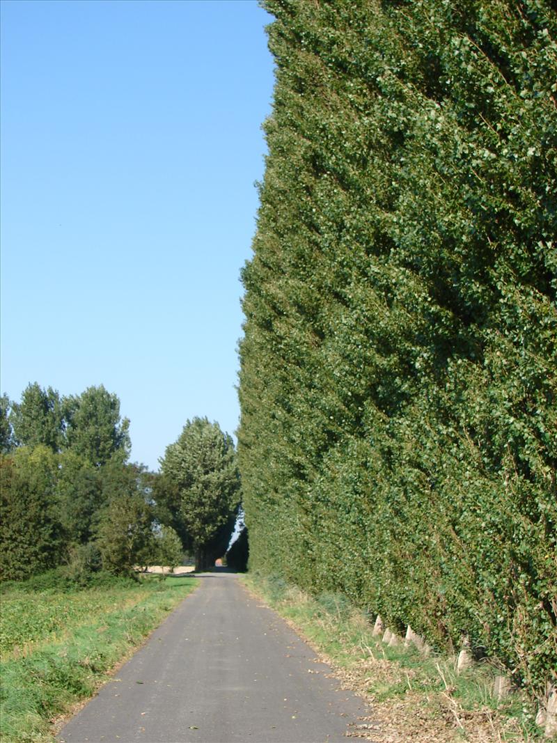 Populus nigra 'Italica' (door Adrie van Heerden)
