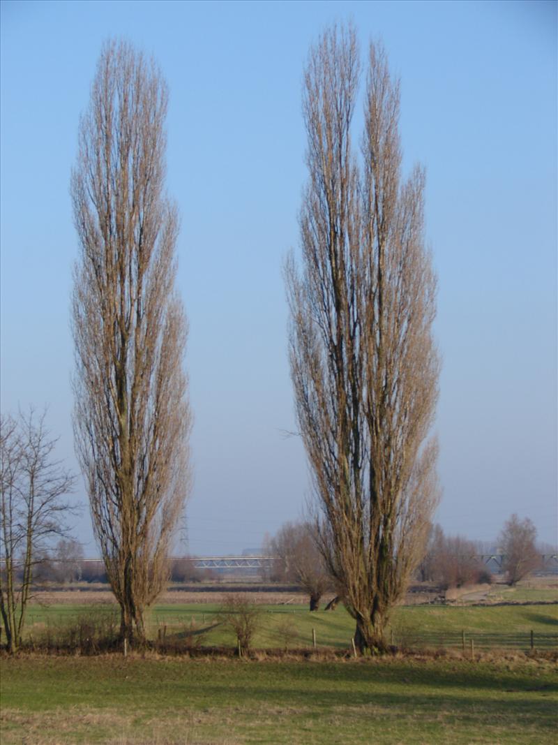 Populus nigra 'Italica' (door Adrie van Heerden)