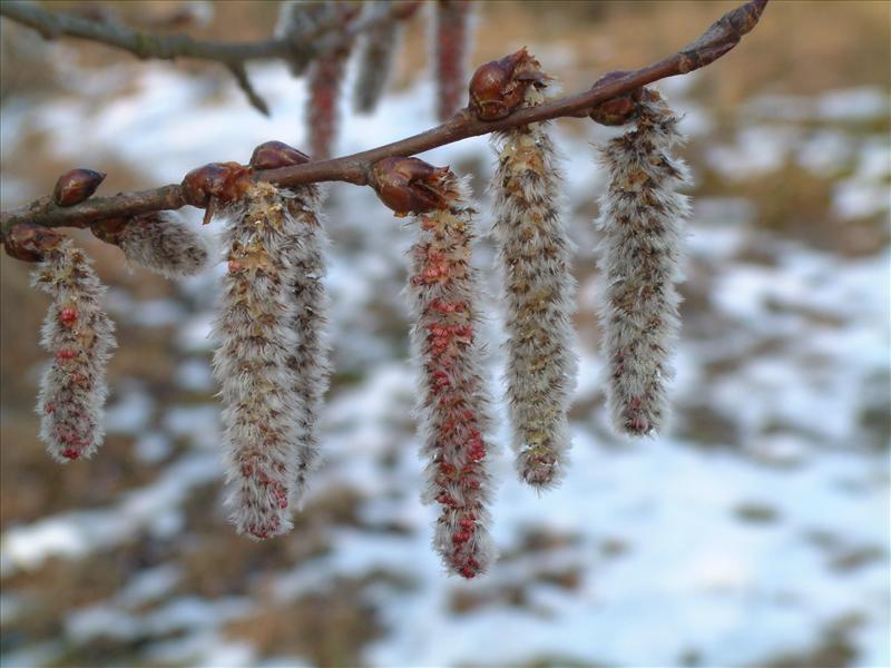 Populus tremula (door Adrie van Heerden)