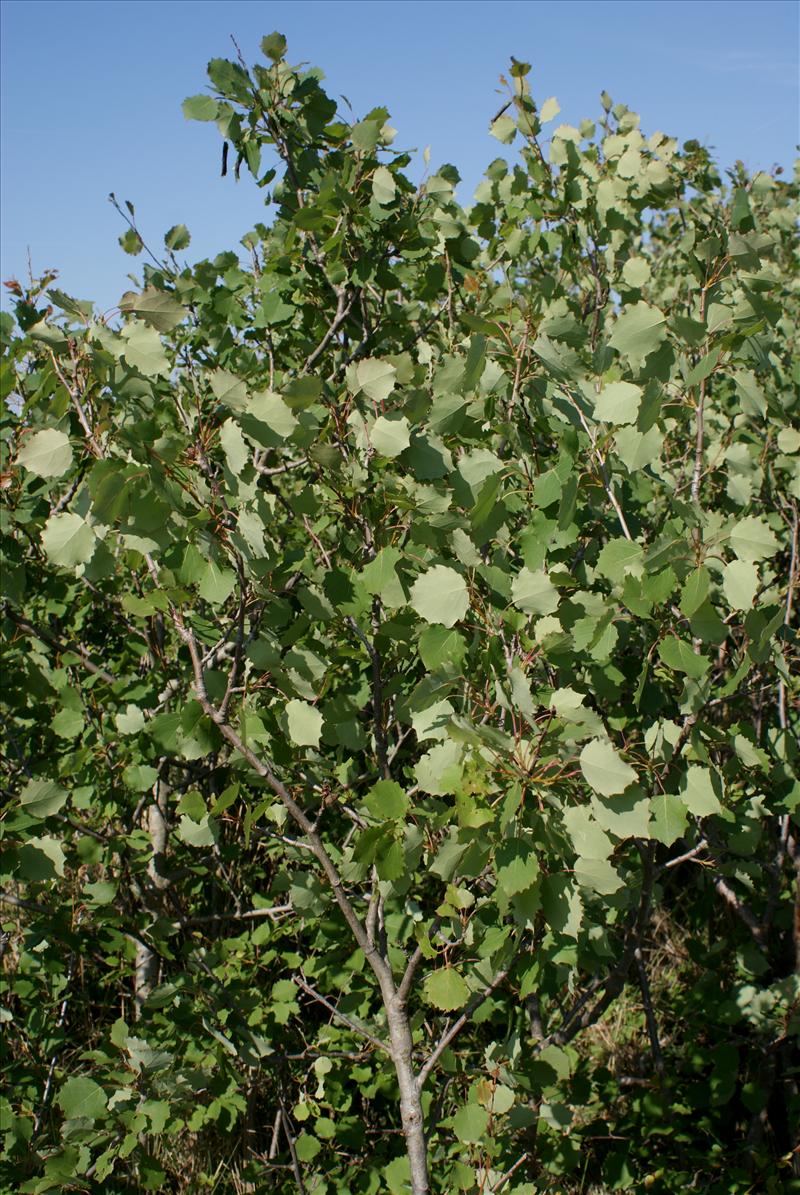 Populus tremula (door Adrie van Heerden)