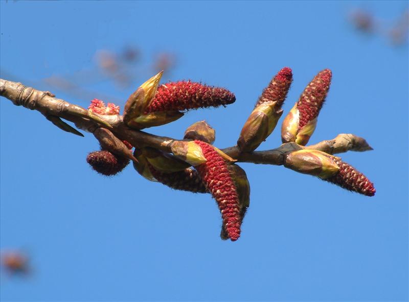 Populus x canadensis (door Adrie van Heerden)