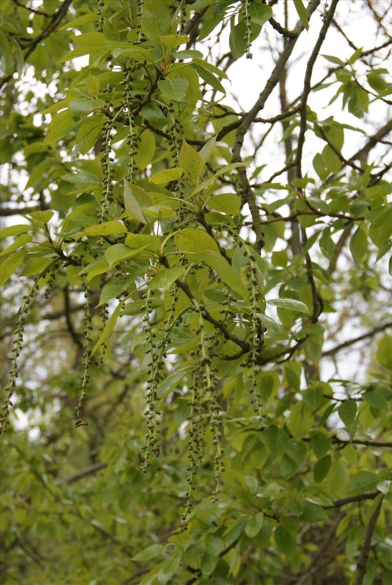 Populus x canadensis (door Adrie van Heerden)