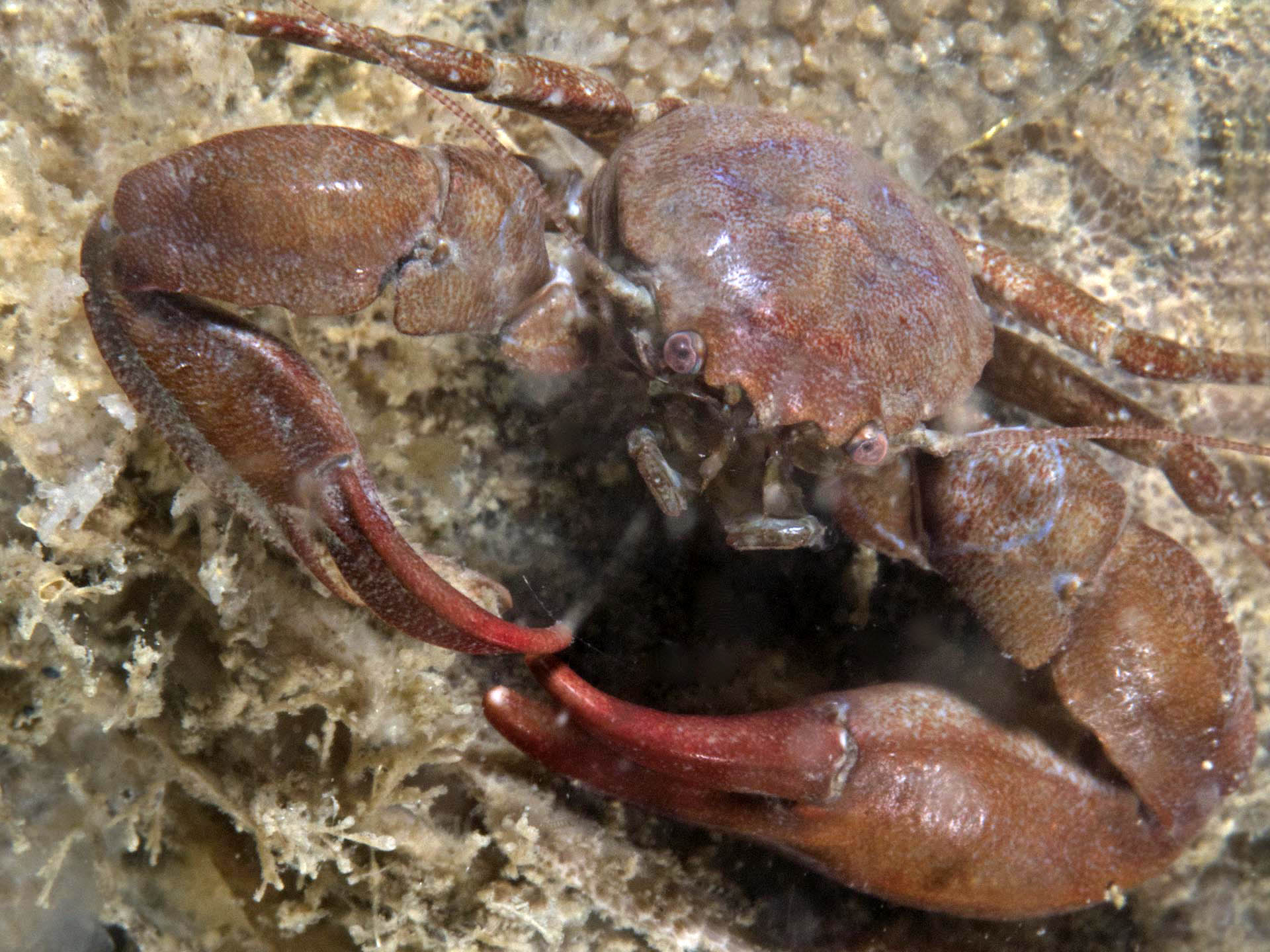 Pisidia longicornis (door Marion Haarsma)