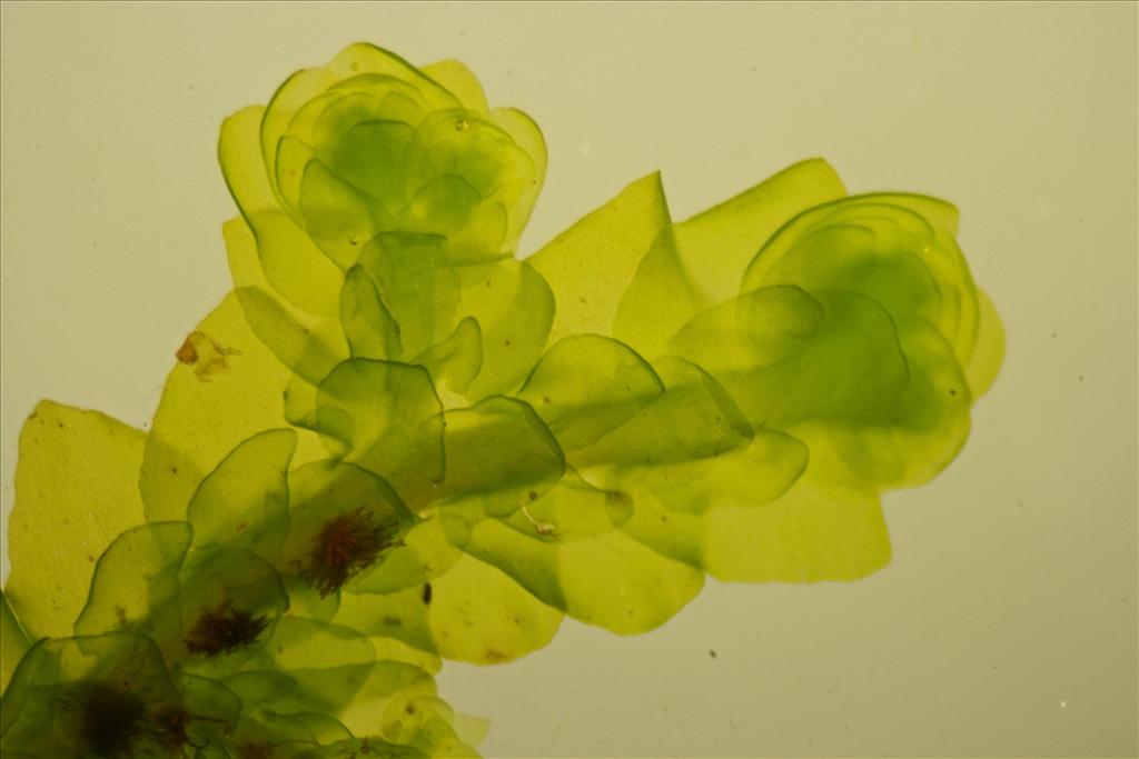 Porella platyphylla (door Jan Kersten)