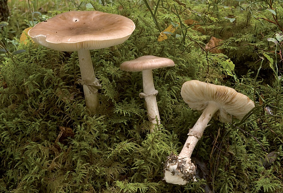 Amanita porphyria (door Nico Dam)