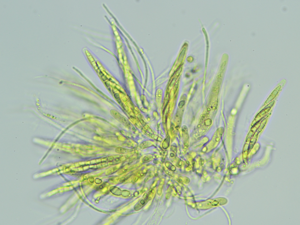 Porina aenea (door Henk-Jan van der Kolk)