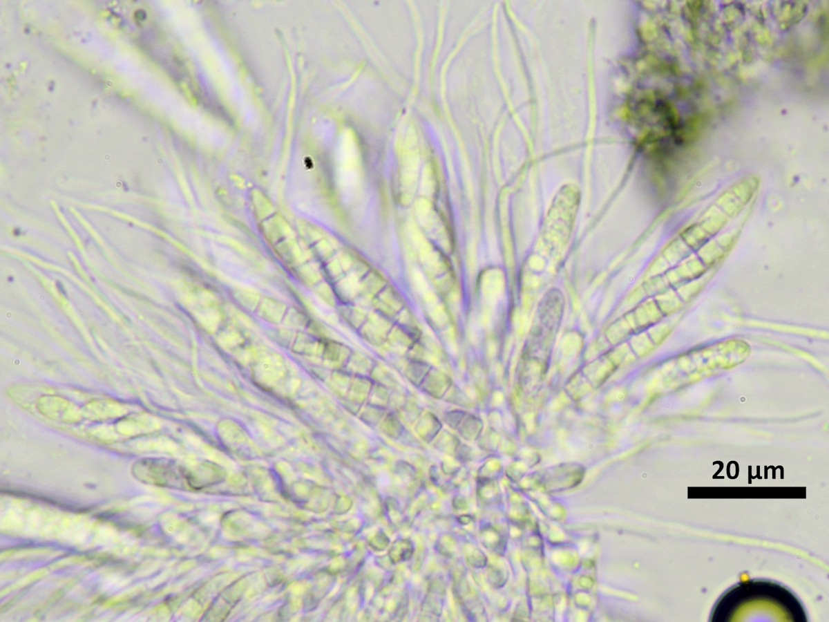 Porina byssophila (door Henk-Jan van der Kolk)