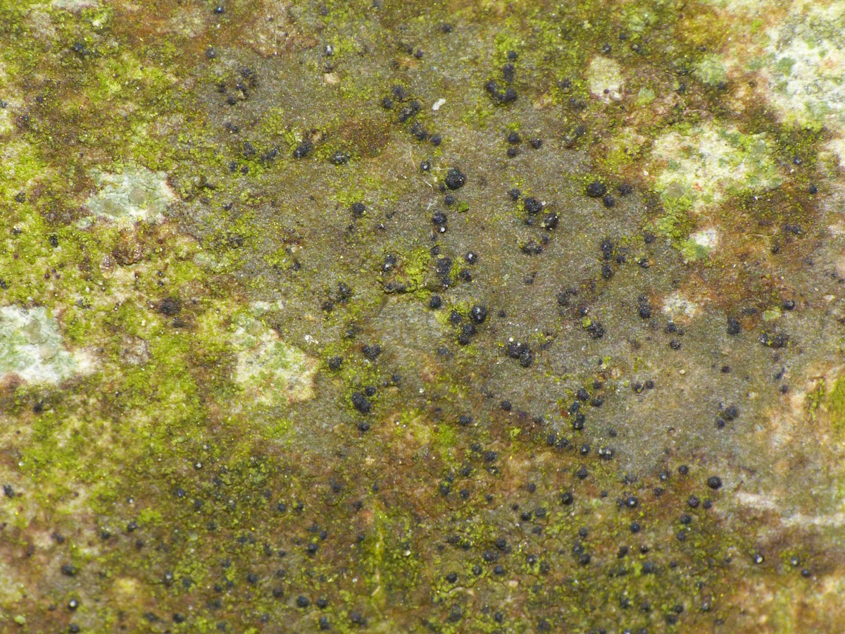 Porina byssophila (door Henk-Jan van der Kolk)