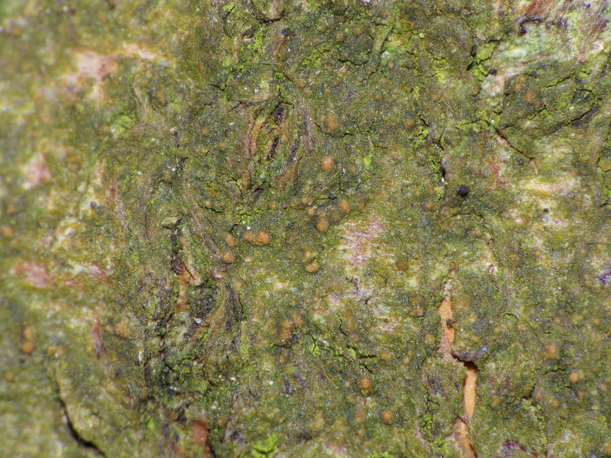 Porina leptalea (door Henk-Jan van der Kolk)