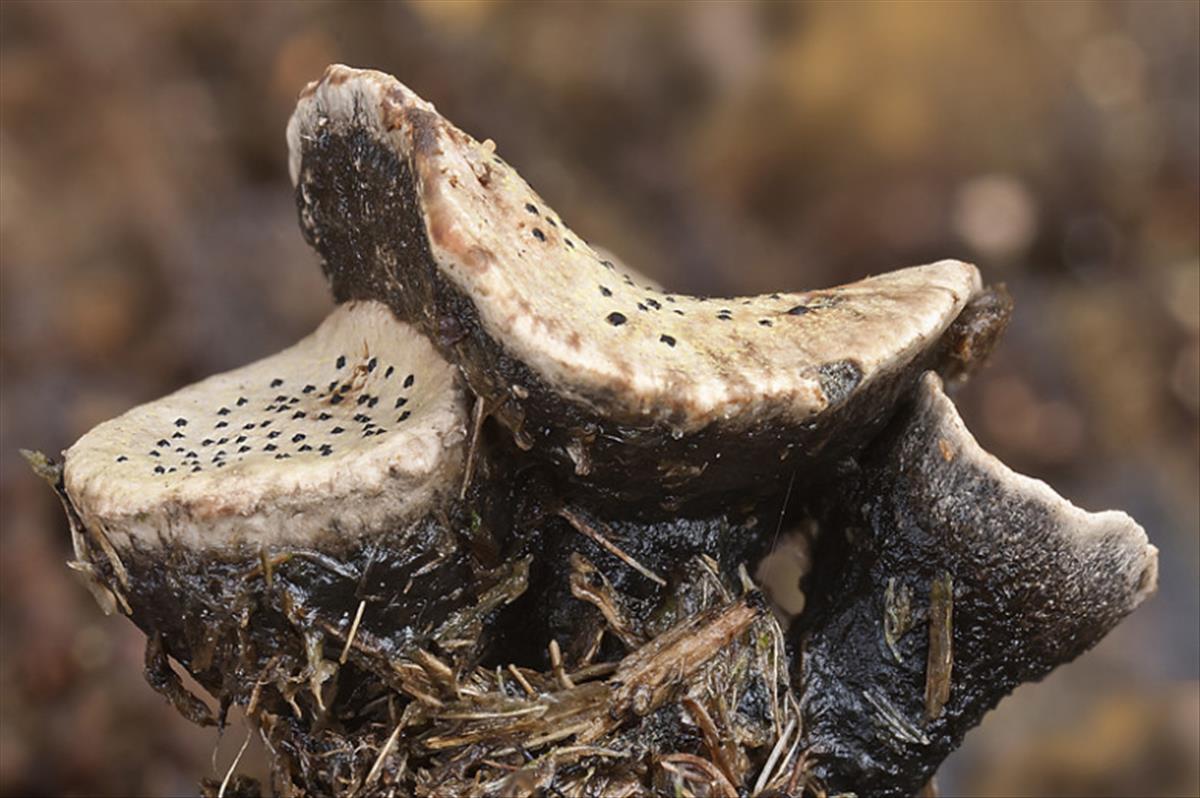 Poronia punctata (door Gerben Winkel)