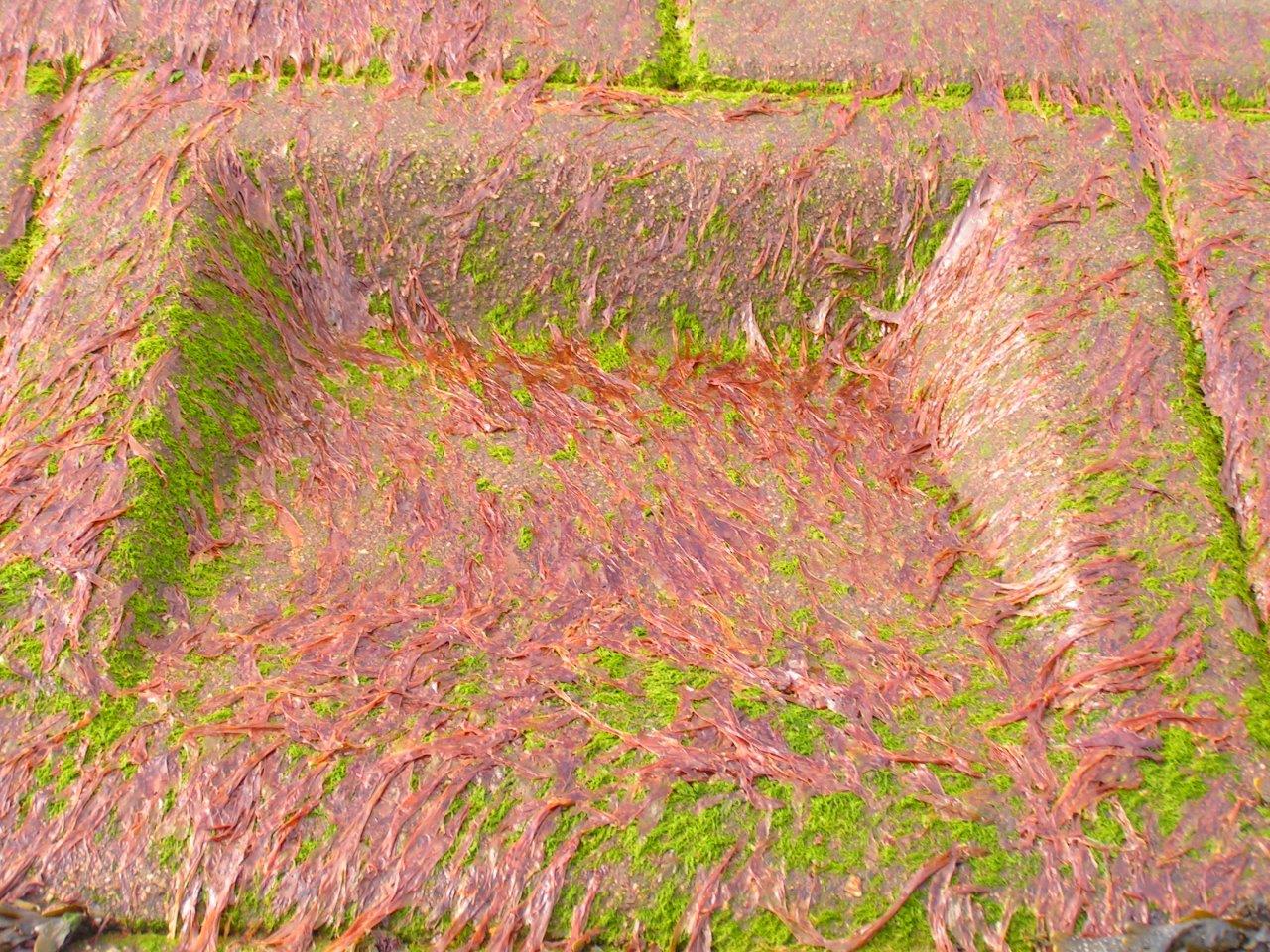 Porphyra linearis (door Mart Karremans)