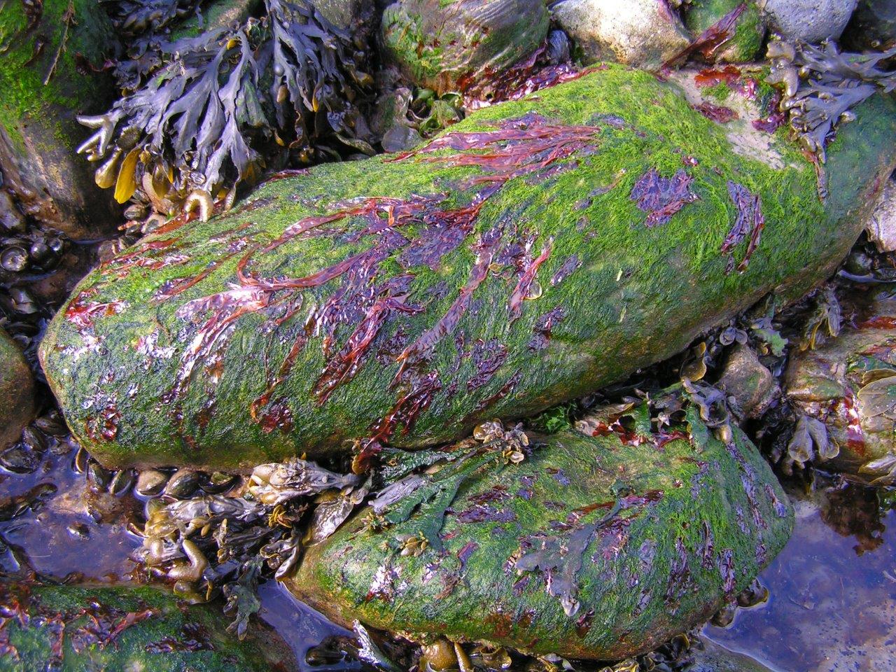 Porphyra linearis (door Mart Karremans)