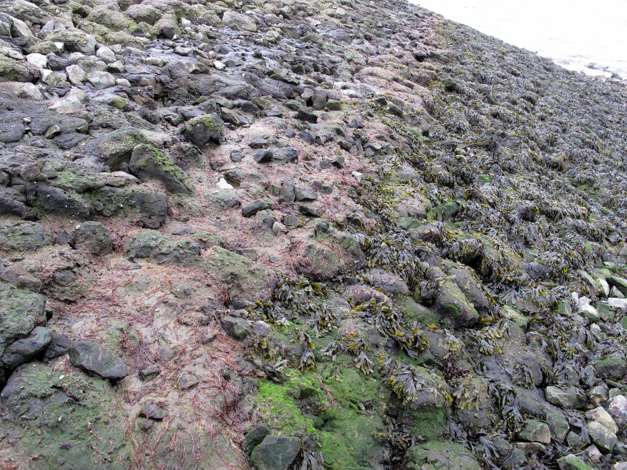 Porphyra linearis (door Mart Karremans)