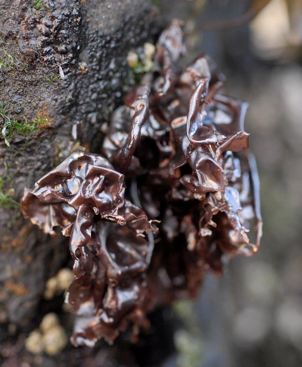 Porphyra umbilicalis (door Mart Karremans)