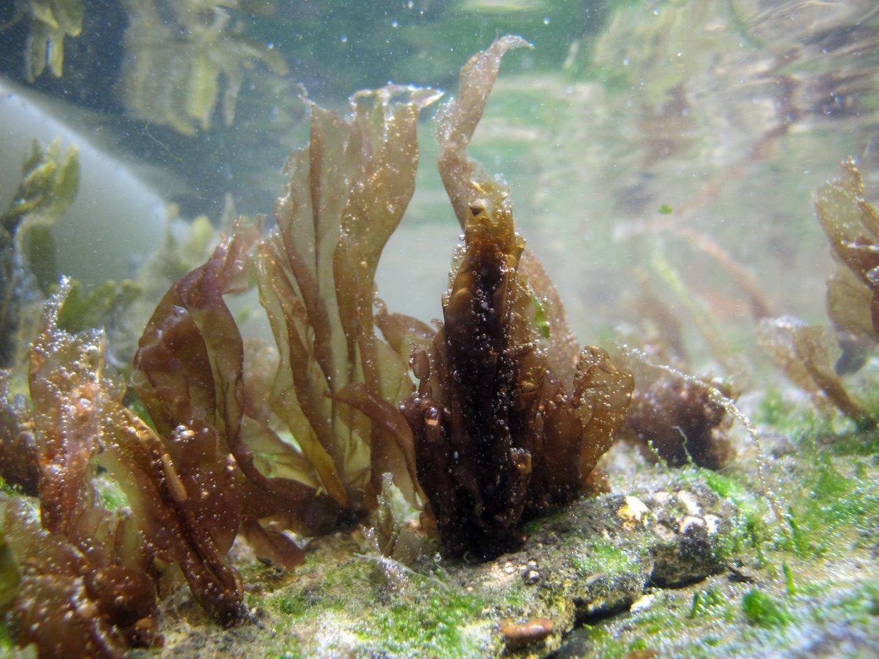 Porphyra umbilicalis (door Mart Karremans)