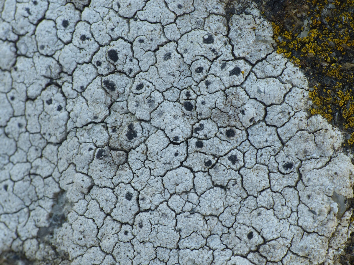 Porpidia cinereoatra (door Henk-Jan van der Kolk)