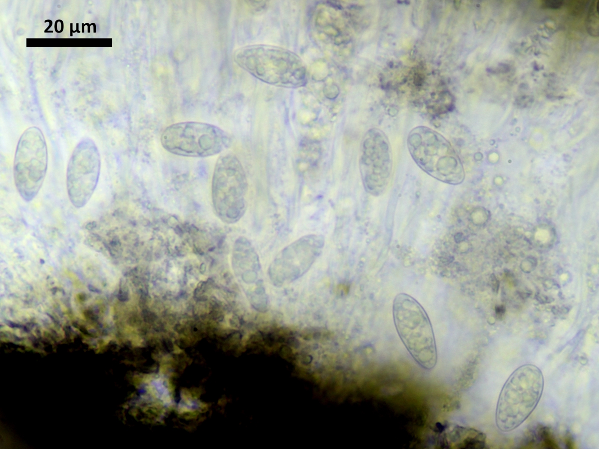 Porpidia crustulata (door Henk-Jan van der Kolk)
