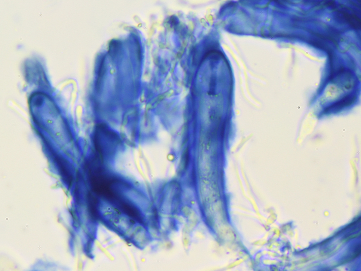 Porpidia crustulata (door Henk-Jan van der Kolk)