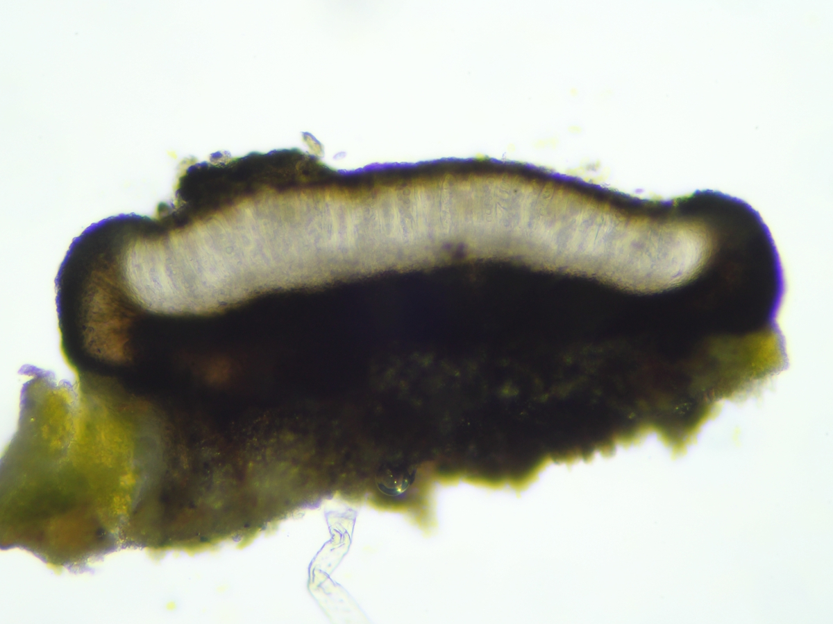 Porpidia crustulata (door Henk-Jan van der Kolk)