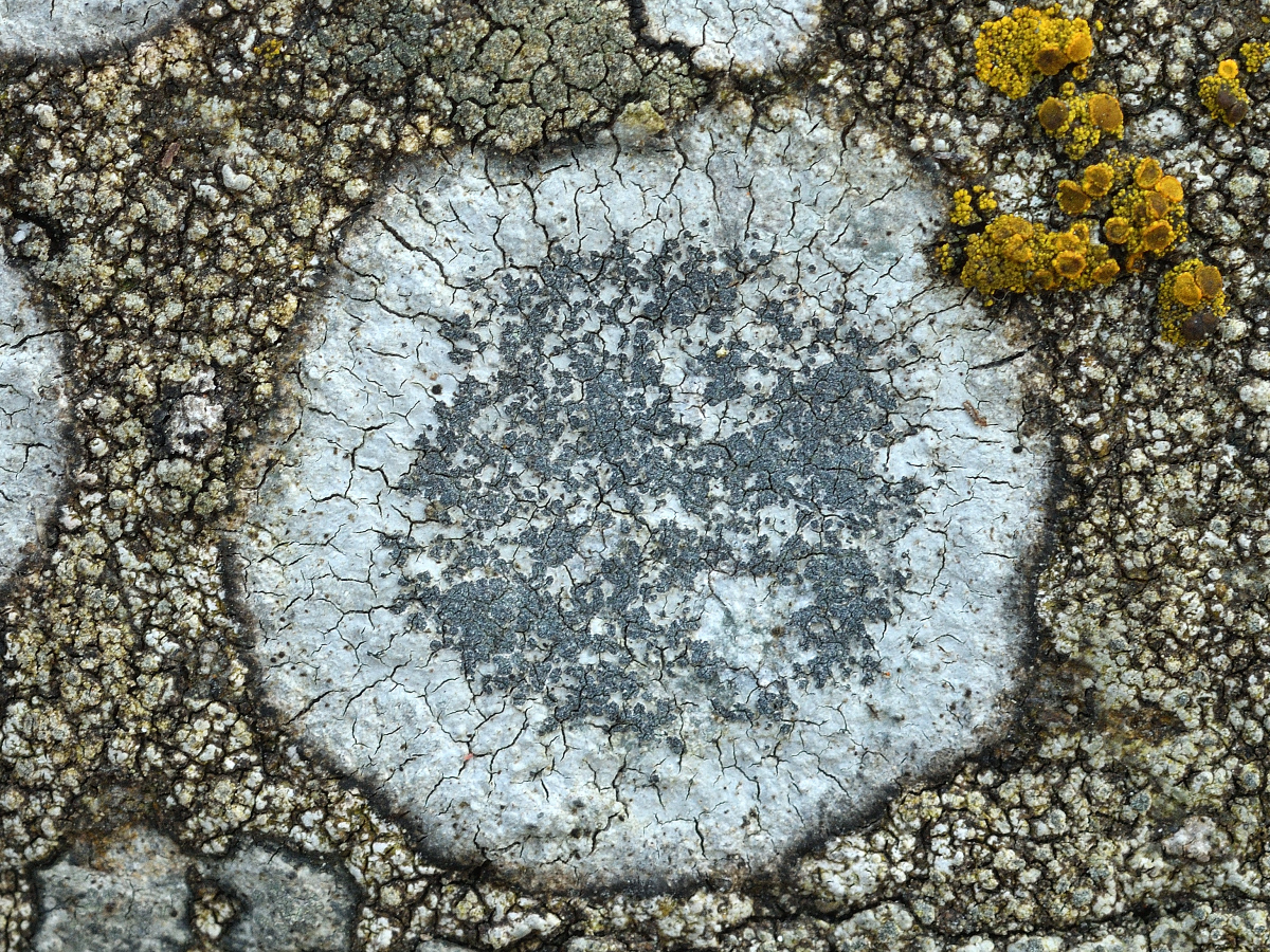 Porpidia tuberculosa (door Jan Freijer)