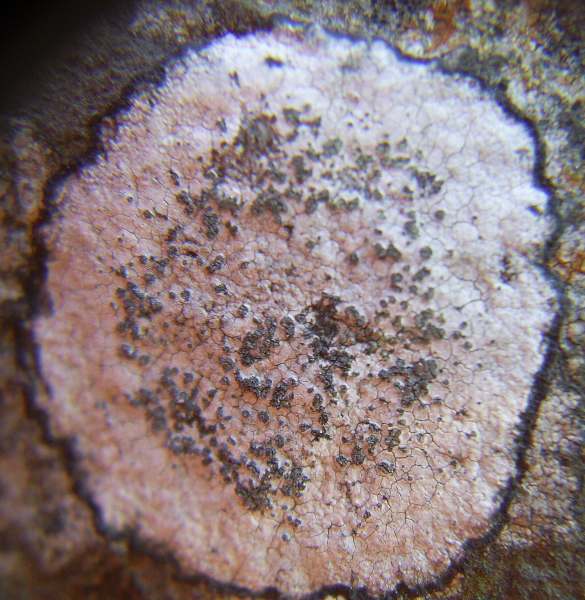 Porpidia tuberculosa (door Henk Timmerman)