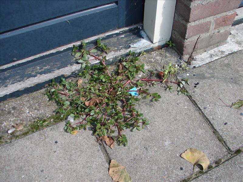 Portulaca oleracea (door Adrie van Heerden)