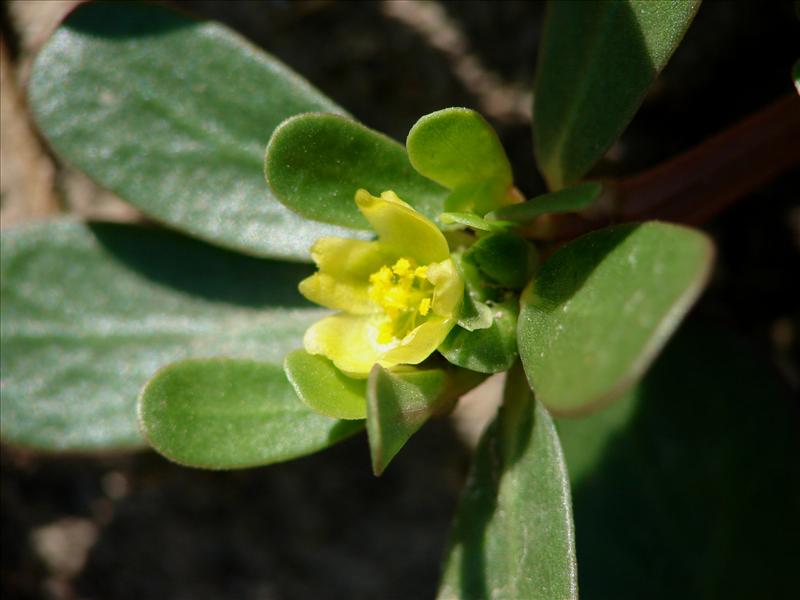 Portulaca oleracea (door Adrie van Heerden)