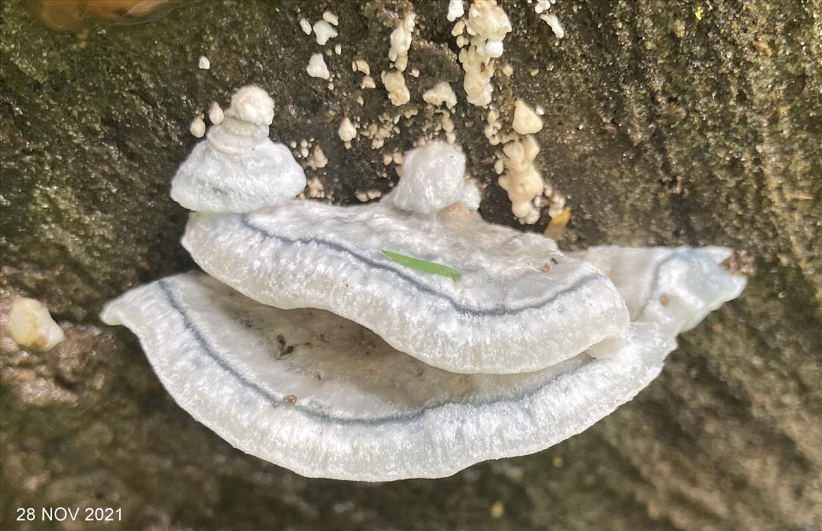 Postia alni (door Eduard Osieck)