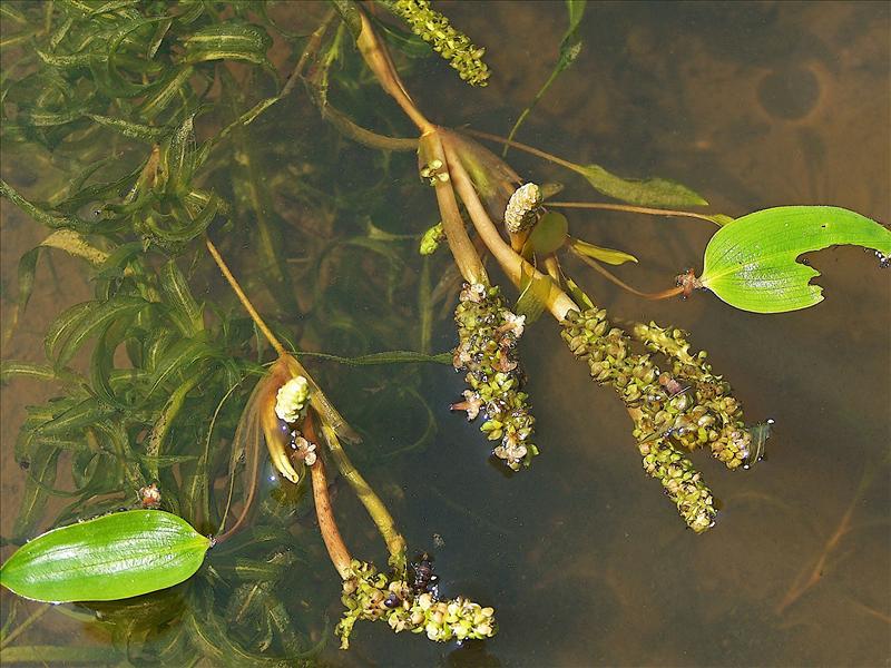 Potamogeton gramineus (door Otto Zijlstra)